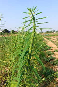 芝麻种植