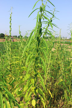 芝麻种植