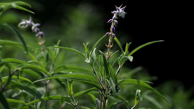 鼠尾草