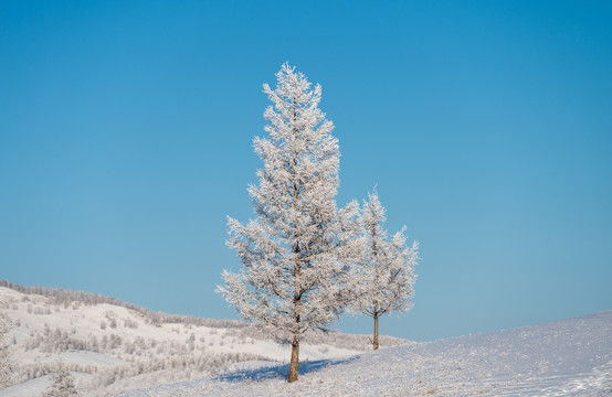 冬季雪地上的松树