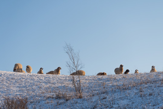 冬季草原上的羊群