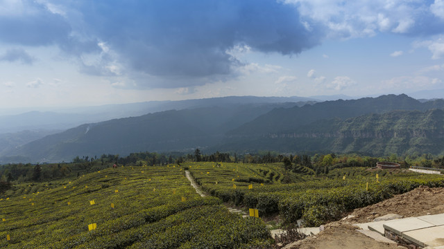 蜿蜒茶山蓝天白云茶山风光