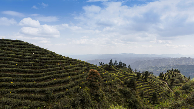 蜿蜒茶山蓝天白云茶山风光