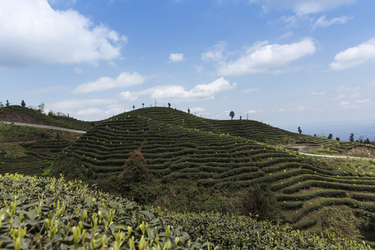 蜿蜒茶山蓝天白云茶山风光