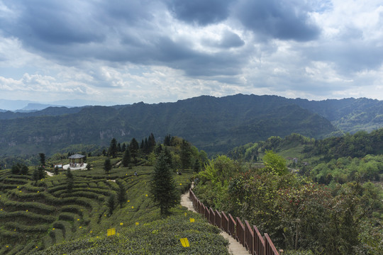 蜿蜒茶山蓝天白云茶山风光