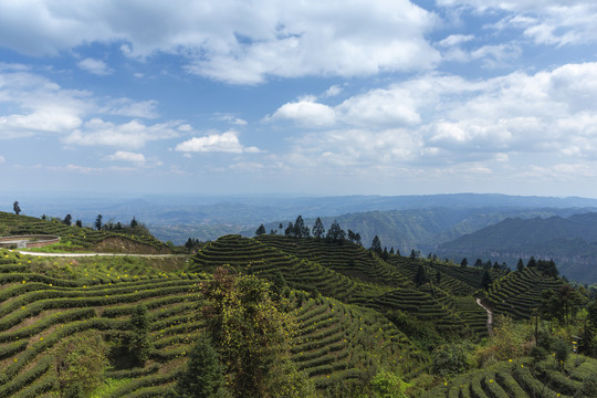 蜿蜒茶山蓝天白云茶山风光