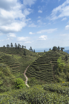 蜿蜒茶山蓝天白云茶山风光