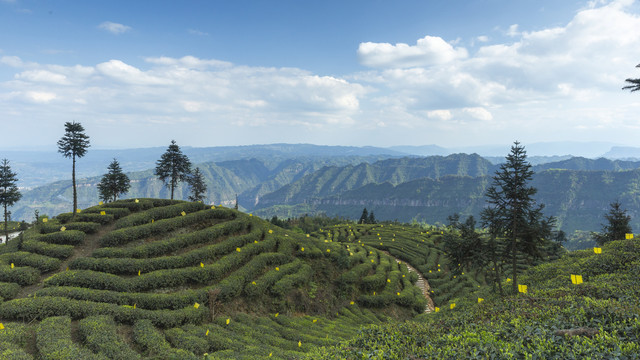 蓝天白云蜿蜒岩门茶山