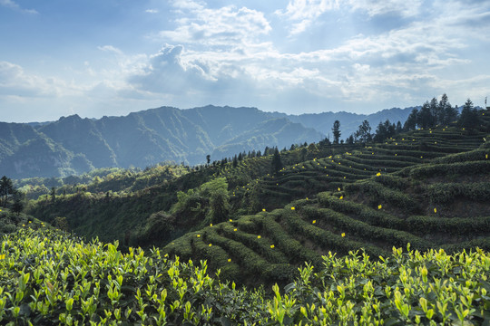 蓝天白云蜿蜒岩门茶山