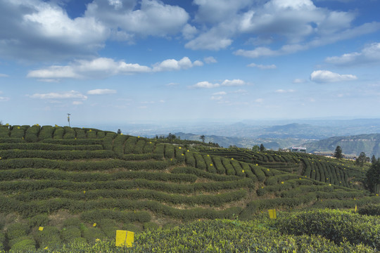 蓝天白云蜿蜒岩门茶山