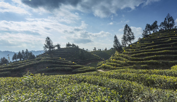 蓝天白云蜿蜒岩门茶山