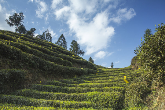 蓝天白云蜿蜒岩门茶山