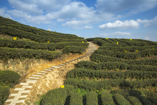 蜿蜒茶山蓝天白云小路茶山风光