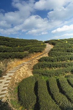 蜿蜒茶山蓝天白云小路茶山风光