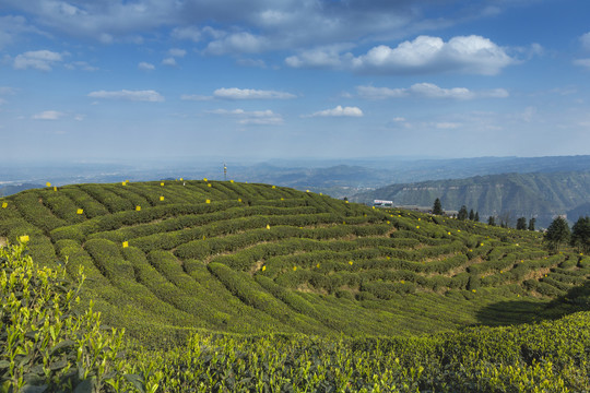 蓝天白云蜿蜒岩门茶山