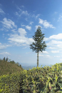 蓝天白云茶山树自然景观