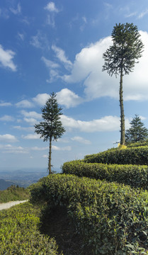 蓝天白云茶山树自然景观