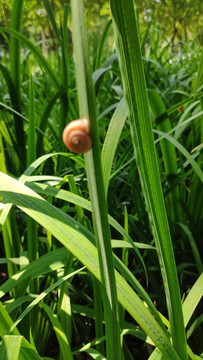 蜗牛草叶上