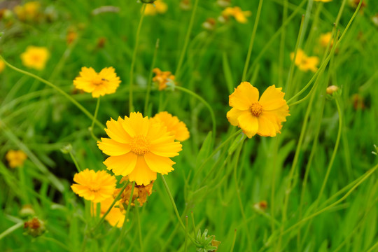 金鸡菊