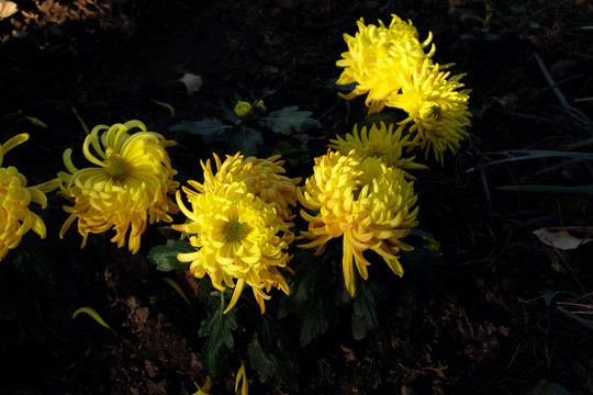 秋菊黄金菊花