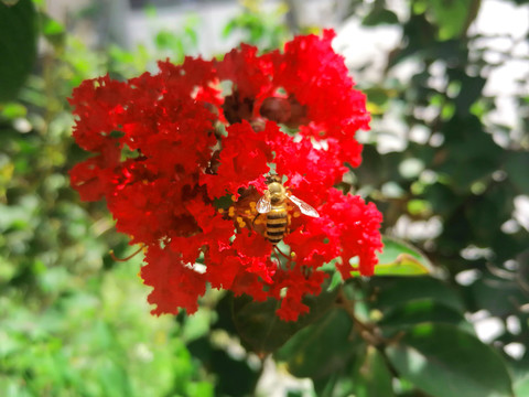 蜜蜂采蜜