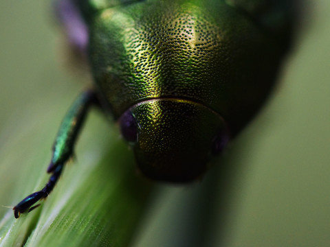 甲虫高清图