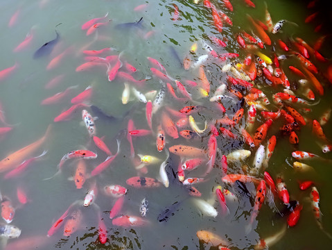 鲤鱼池