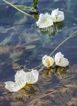 泸沽湖水性杨花