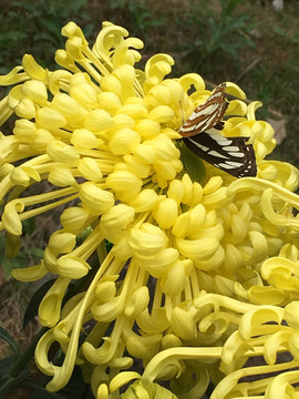 菊花