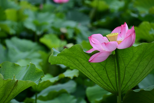 夏天荷塘里绿叶中的一朵粉红荷花