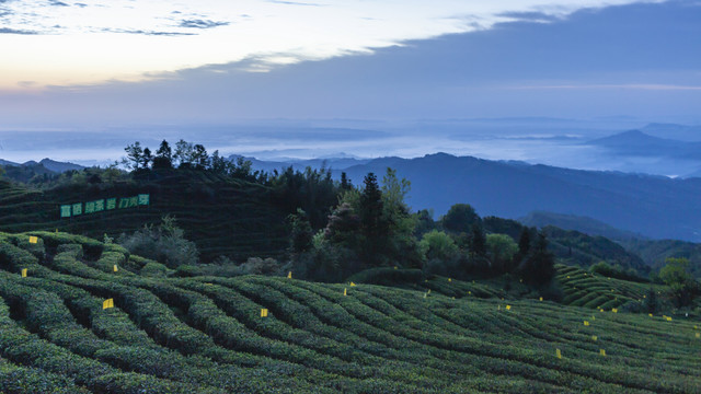 薄雾缭绕茶山风光