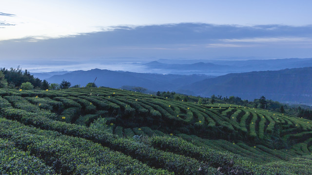 薄雾缭绕茶山风光