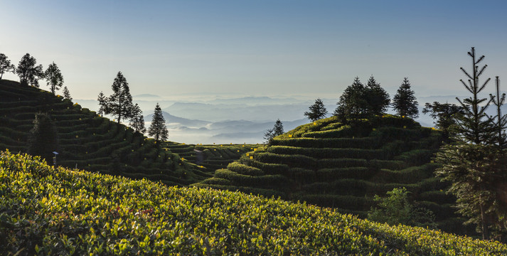 蜿蜒茶山薄雾缭绕茶山风光