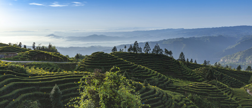 蜿蜒茶山薄雾缭绕茶山风光