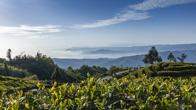 蜿蜒茶山薄雾缭绕茶山风光