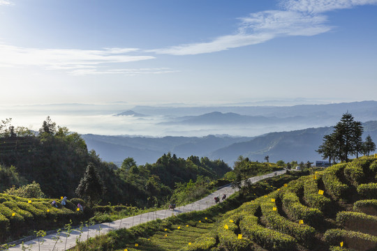 蜿蜒茶山薄雾缭绕茶山风光