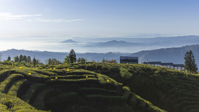 蜿蜒茶山薄雾缭绕茶山风光