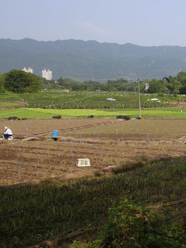 农民种菜