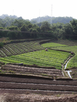 丘陵梯田