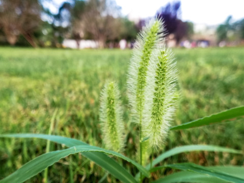 唯美芳草