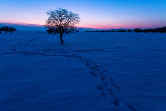 傍晚雪原一棵树剪影