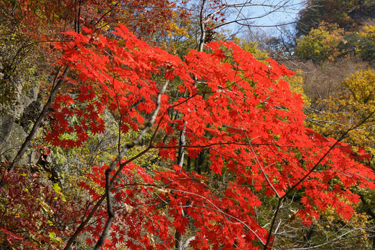 秋天山里火红的枫叶枝叶