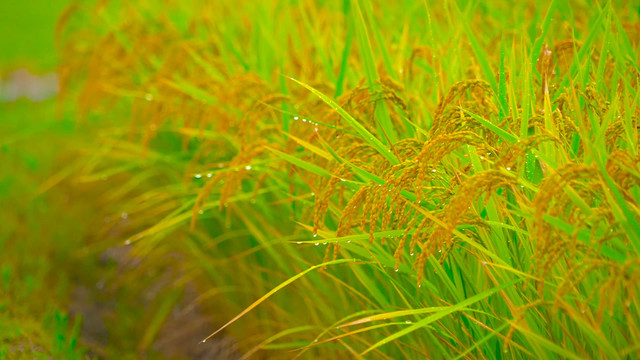 唯美水稻稻花稻穗雨中水珠特写