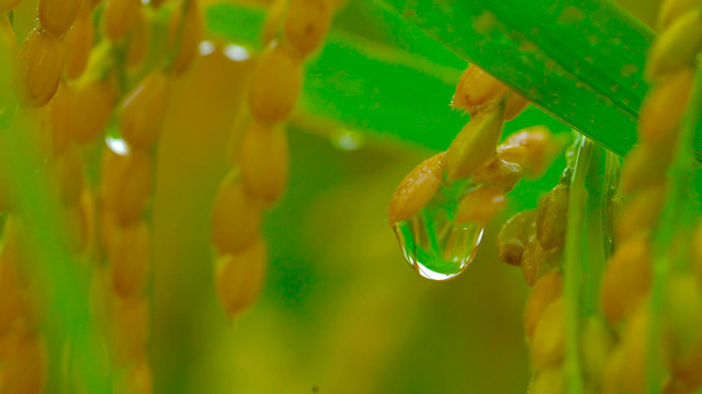 唯美水稻稻花稻穗雨中水珠特写