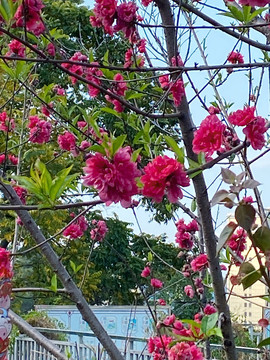 桃花