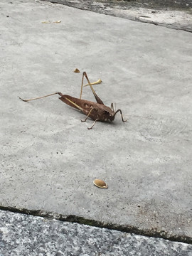 蚂蚱