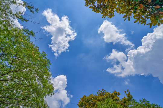 绿树枝和蓝天白云