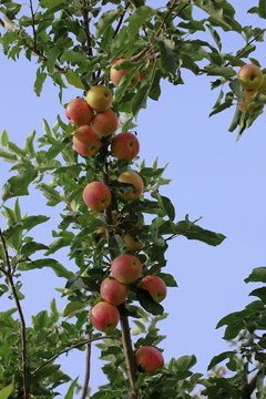苹果种植