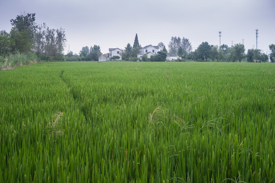 稻田农作物