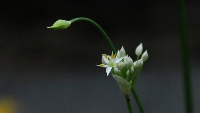 韭菜花